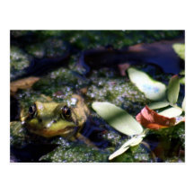 Ribbitt Postcard