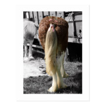 Ribbons & Bows Show Horse Postcard