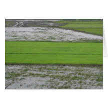 Rice - Chennai, India Card