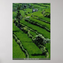 Rice paddy fields, Bali, Indonesia Poster