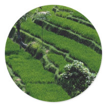 Rice paddy fields, Bali, Indonesia Sticker