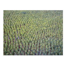 Rice paddy, Indonesia Postcard