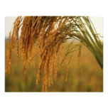 Rice Personalized Invitation