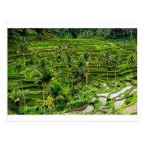 Rice terrace in Bali postcards