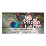 Rich Peacock Feather with Green Moss Photo Cards