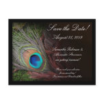 Rich Peacock Feather with Green Moss postcards