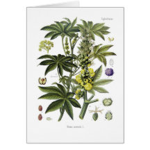 Ricinus communis (Castor Oil Plant) Card