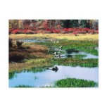 Ricketts Glen State Park, PA Postcard