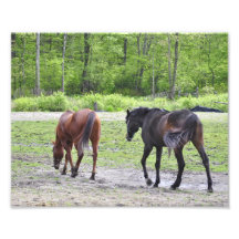 Riding Academy at Smoke Rise, NJ Photo Art