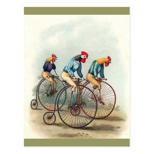 Riding Roosters Post Card
