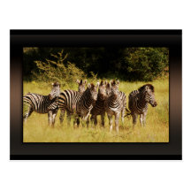 Right at You - zebras safari wildlife Postcards