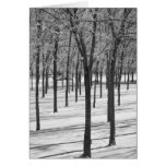 Rime in the Trees Winter Notecard
