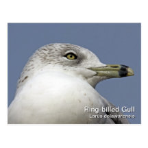 Ring-billed Gull Postcard