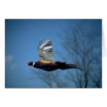 Ring-necked cock pheasant in flight card