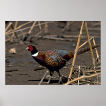 Ring-necked cock pheasant skulks through an open s poster