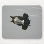 Ring-necked Duck Mouse Pad