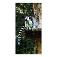Ring-Tailed Lemur Custom Photo Card