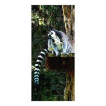 Ring-Tailed Lemur Custom Rack Cards