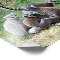 Ring Tailed Lemur Family