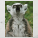 Ring-Tailed Lemur Flyer Design
