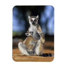 Ring-tailed Lemur, (Lemur catta), Mother and Magnets