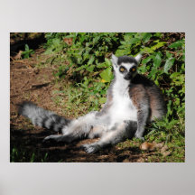 Ring Tailed Lemur Print