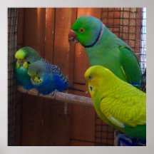 Ringed Neck Parrots and Parakeets  Poster