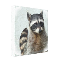 Ringed Raccoon Canvas Print