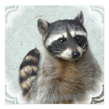 Ringed Raccoon  Invitations