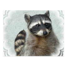 Ringed Raccoon  Postcard