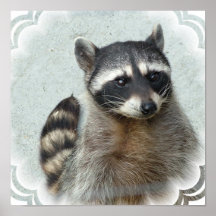 Ringed Raccoon Poster