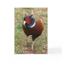 Ringneck Pheasant Notecard 2