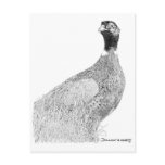 Ringneck Pheasant Post Card