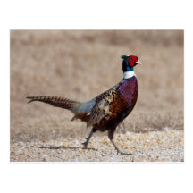 Ringnecked Pheasant Post Cards