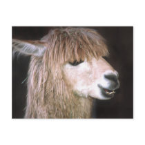 Ringo the Alpaca Postcard