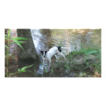 Rio by the Tchefuncte Customized Photo Card