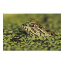 Rio Grande Leopard Frog, Rana berlandieri, Photograph