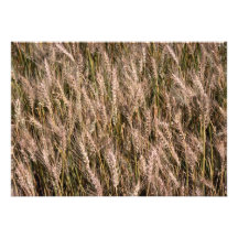 Ripe barley custom invites