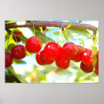 Ripe Cherries Posters
