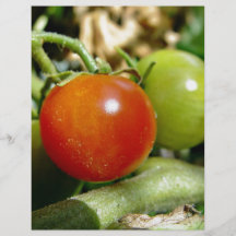 Ripe Cherry tomatoes Flyer Design