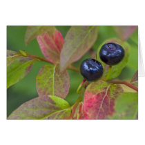 Ripe huckleberries in the Flathead National Greeting Cards