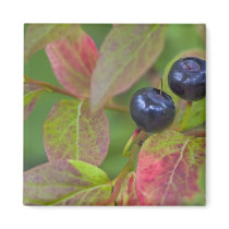 Ripe huckleberries in the Flathead National Magnets