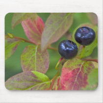 Ripe huckleberries in the Flathead National Mouse Pads