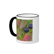 Ripe huckleberries in the Flathead National Mugs