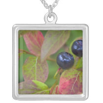 Ripe huckleberries in the Flathead National Necklace