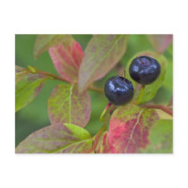 Ripe huckleberries in the Flathead National Postcard