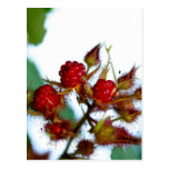 Ripe Raspberries Post Cards