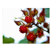 Ripe Raspberries Post Cards