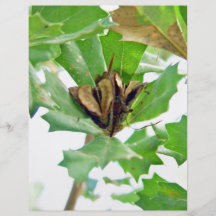Ripe seed pods on native plant and green  leaves personalized flyer