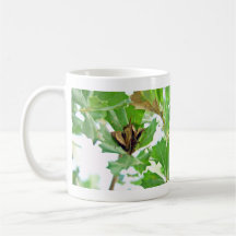 Ripe seed pods on native plant and green  leaves mug